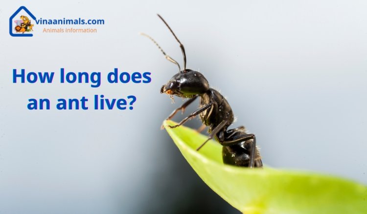 How long does an ant live?