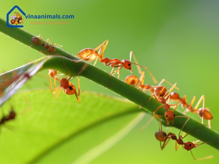The lifespan of ants depends on many different factors