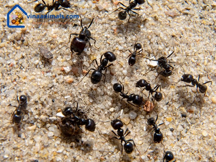 Female ants live longer than male ants