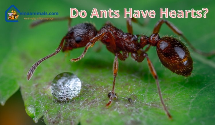 Do ants have heart, blood?