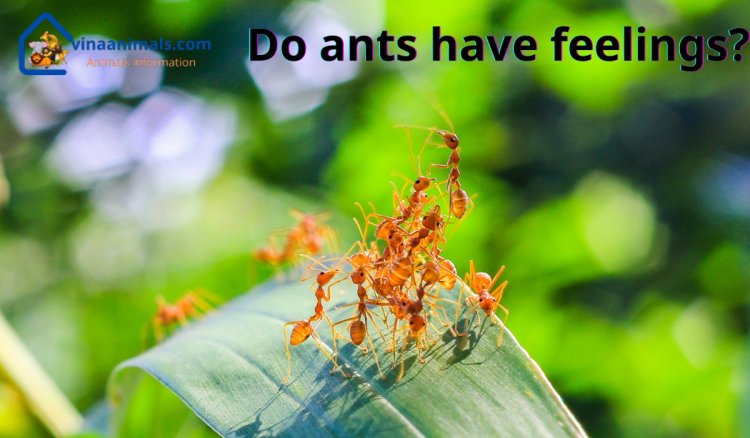 Do ants have feelings?