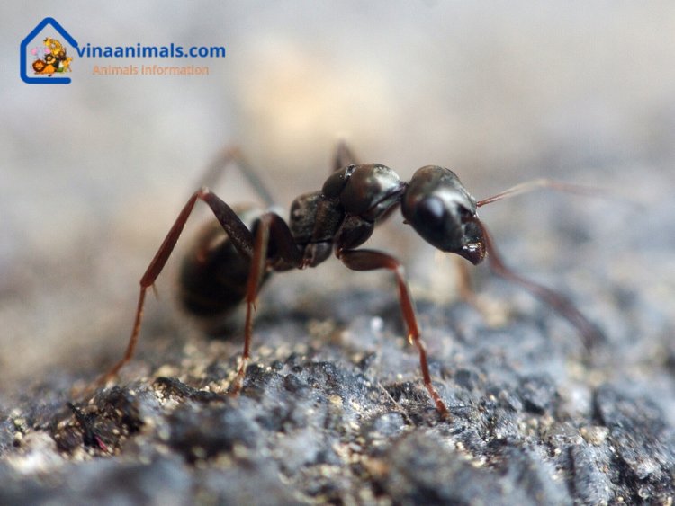 Ants digest food and excrete feces through the anus
