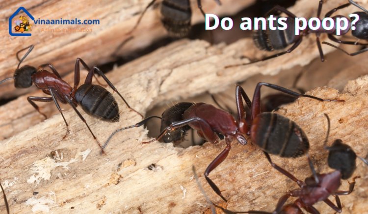 Do ants poop?